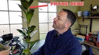 How to Make Your Rubber Plant More Bushy