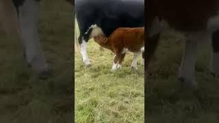 Tierno ternero alimentándose #shorts #viral #animals #animallover #terneros