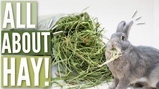 ALL ABOUT HAY FOR RABBITS 