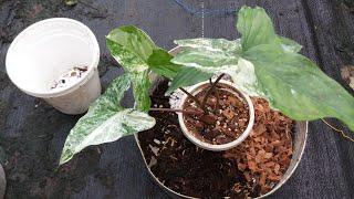 Variegated Syngonium | Syngonium podophyllum albo variegatum repotting