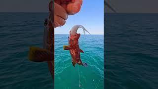 الطعم قد السمكة  #تعلم_فنون_الصيد #fishing #fisherman #بحر #سمك
