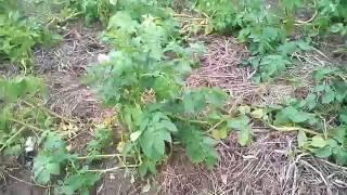 Картошка под сеном через два месяца после посадки. Разбор ошибок.