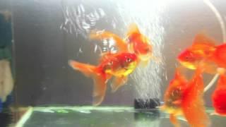 Goldfish Spawning Behavior