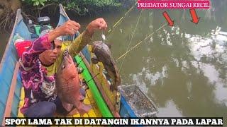 Rezeki.!! Predator Sungai Kecil Lama Tak Di Jamah Bikin Joran Habis Di Sambar Semua. #mancing