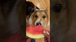 Corgi demolishes watermelon #corgi #dogs