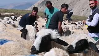 Aziziye İlçe Tarım ve Orman Müdürlüğü   Korucu Aşılama Küpeleme