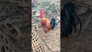 कुखुरी कॅा .Kukhuri Ka.Rooster Crowing.Popular.Rooster crowing sounds Effect 2025.Live.Kukri Kaa