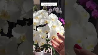 Buy Rare Orchid Plants Online #flowers #plants #orchid #gardening #ytshortsindia #orchidcare #seeds