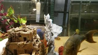 My emperor cichlid