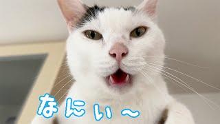 冷蔵庫の上で甘えるおしゃべり猫チロさん