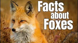 Fox Facts for Children
