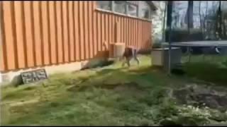 Girl Acts Like A Horse