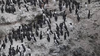 Common Murres interacting