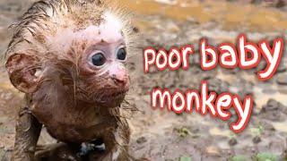 Poor baby monkey lost her mom 