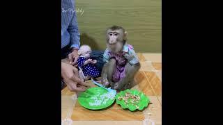 Smart baby monkey ROJO take his baby to ask mom prepare food and eat rice with mom