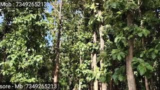 Mysore City Limit Forest Type Villa Plot For Sale