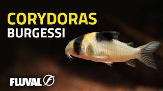 Species Spotlight | Burgess' Corydoras