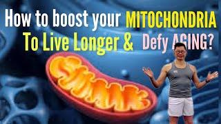 The (13) ways to give your mitochondria a boost | Mitochondria