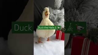 An original song by Sugar the Duck #HolidaysOnShorts #Ducks #PetDucks #CallDucks #Pets #Animals