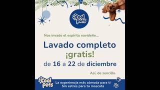  Te REGALAMOS ¡un BAÑO completo para tu PERRO! 🫧COOL PETS PELUQUERÍA CANINA a domicilio MADRID