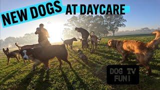 New Doggy Daycare Dogs | Fun DOG TV