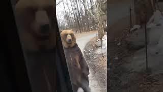 funny bear walking like human⁣⁣