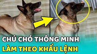 Bắt gặp chú chó THÔNG MINH biết nghe theo KHẨU LỆNH khiến mọi người thích thú | MEOW