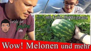 Von Melonen bis Hirse , Felix Hobbygarten öffnet seine Türen im 3000qm² Gemüsegarten