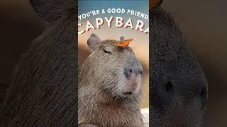 Capybara #shorts