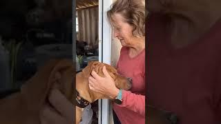 Video of adoptable pet named Champ