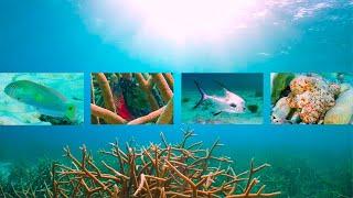 Ocean Conservation Wonder Bonaire's Jeff Davis Memorial ep. 39 | A Diver's Life