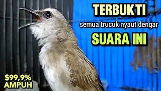 TRUCUKAN GACOR Tarung Ropel Panjang Ini terbukti Ampuh Buat Pancingan Trucukan Agar Bunyi Dan EMOSI