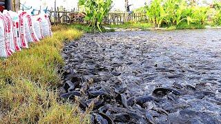 Fish Feeding in Farm Ponds | Growth Performance of Million Catfish | Hybrid Magur Farming Business