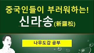 3. 잣나무를 중국인들이 부러워하는 이유 : 신라송(新羅松) : 수정과에 잣을 띄우는 이유?