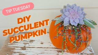 DIY SUCCULENT PUMPKIN