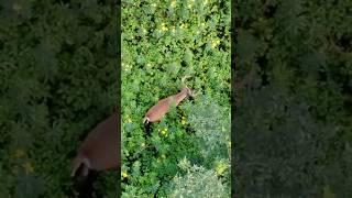 Monster Buck Hiding In Tall Grass Drone Footage #nature