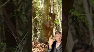 The Fossa is the king of Madagascar