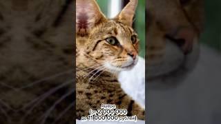 Самые дорогие кошки