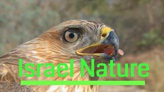 Israel Nature / טבע בישראל