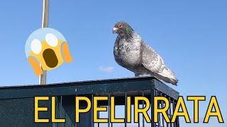  EL PELIRRATA - Y su forma de arrullar 