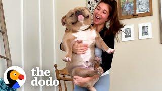 Woman Gets 'Perfect Dog' From Breeder Then Realizes Something's Wrong | The Dodo
