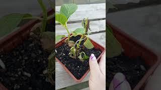 🪴ЮЖНОЕ УТРО АДАПТИРУЮ ЧЕРЕНКИ ГОРТЕНЗИЙ  #гортензии#адаптациячеренков#укорененныечеренки