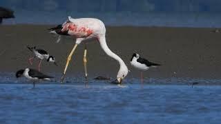 Andean Flamingo in coastal Brazil