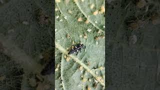 How Beneficial Insects Act as predators| Ladybird Beetle Larvae Feeding on Aphids