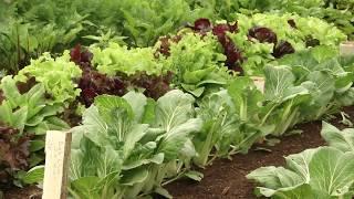 HOME GROWN An Australian Vegetable Garden