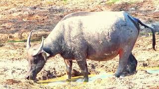 the buffalo is trying to sleep in the water but there is no water.