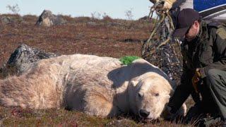 A Polar Bear Released Back Into the Wild by Helicopter