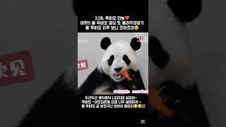 당근좀 먹어본 푸바오 ㅋㅋ 뽀샤시한데 얼굴이  아공 예뽀라 조명 백개 때린거 같은 미모️ #푸바오#fubao
