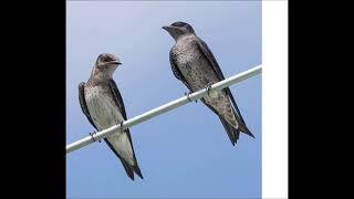 Dawn Song & Daytime Chatter: Attract Purple Martins!  (2 hour loop)