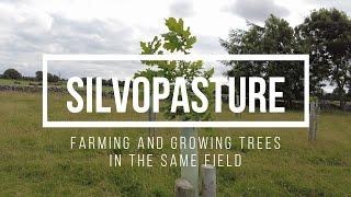 Silvopasture – Farming and Growing Trees in the same field